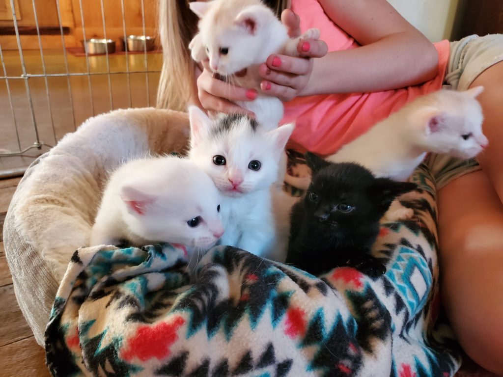 Volunteer to foster kittens Bend Oregon